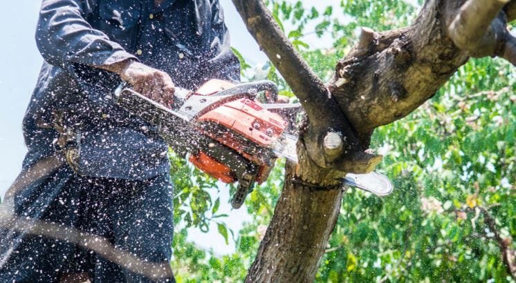 tree-trim-100