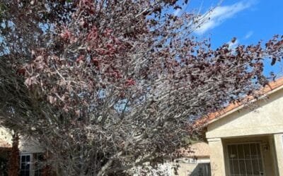 Spring Preparation: Tips for Fruit Tree Care as Winter Ends
