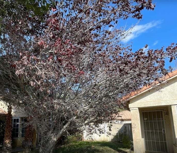 Spring Preparation: Tips for Fruit Tree Care as Winter Ends