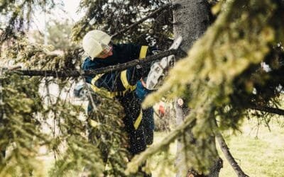 These Signs Are Telling You That Your Trees Need to Be Pruned!