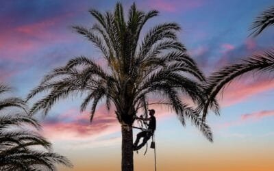 What Are the Different Types of Pruning Cuts for Trees?