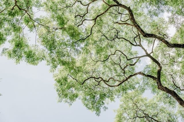 When to Prune Your Trees