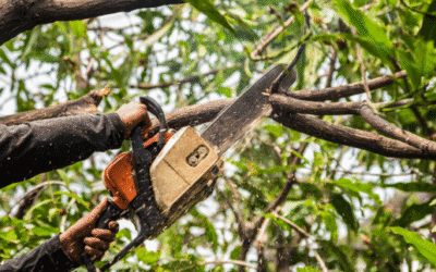 What is the best season to trim trees?