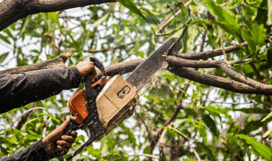What is the best season to trim trees?