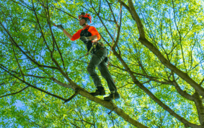 With the Winds Coming, Now’s the Time to Thin & Trim Your Trees