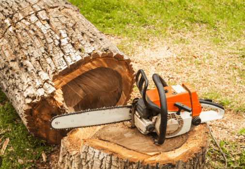 Why Tree Trimming and Tree Removal Are Important for the Health and Safety of Your Property