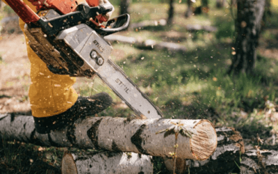 When Is It Time to Remove a Tree? The Importance of Professional Tree Removal and Stump Grinding